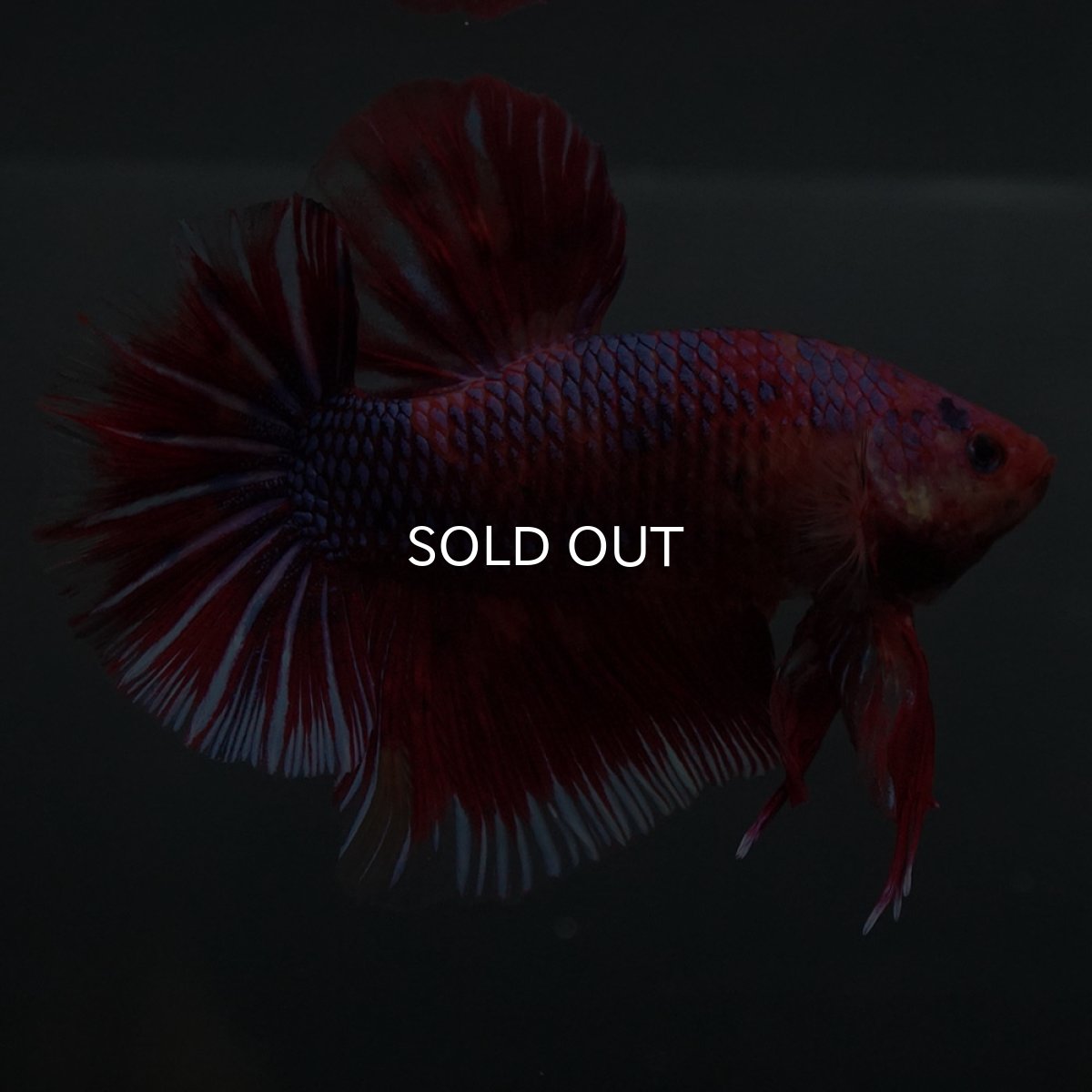 画像4: GHMPK　レッドギャラクシー (4)