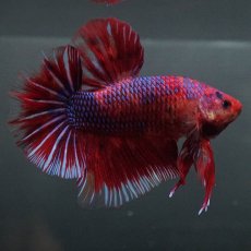 画像4: GHMPK　レッドギャラクシー (4)