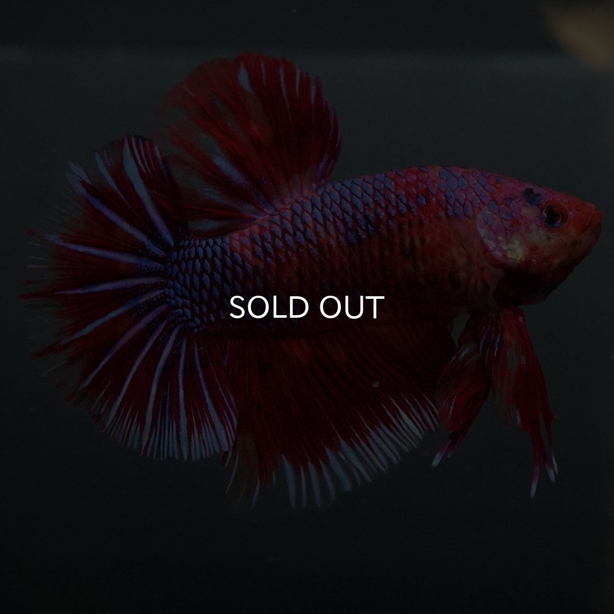 画像1: GHMPK　レッドギャラクシー (1)