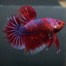 画像1: GHMPK　レッドギャラクシー (1)