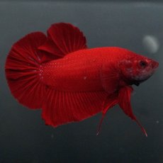 画像1: GHMPK　ソリッドレッド (1)