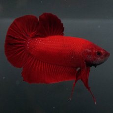 画像7: GHMPK　ソリッドレッド (7)