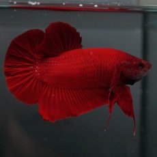 画像6: GHMPK　ソリッドレッド (6)