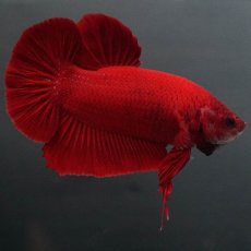 画像4: GHMPK　ソリッドレッド (4)