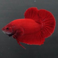 画像2: GHMPK　ソリッドレッド (2)