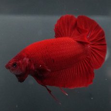 画像5: GHMPK　ソリッドレッド (5)