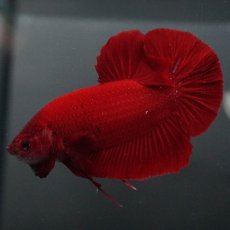 画像3: GHMPK　ソリッドレッド (3)