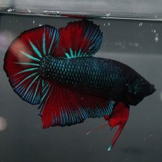 画像8: GHMPK　ブルーブラック　変わり柄 (8)