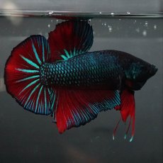 画像3: GHMPK　ブルーブラック　変わり柄 (3)