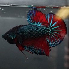 画像6: GHMPK　ブルーブラック　変わり柄 (6)