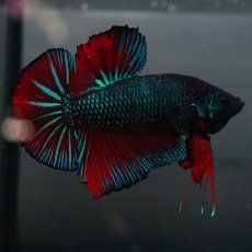 画像7: GHMPK　ブルーブラック　変わり柄 (7)