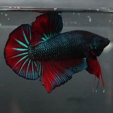 画像1: GHMPK　ブルーブラック　変わり柄 (1)