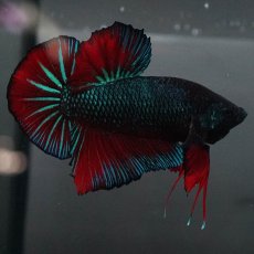 画像5: GHMPK　ブルーブラック　変わり柄 (5)