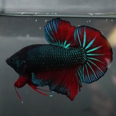 画像4: GHMPK　ブルーブラック　変わり柄 (4)