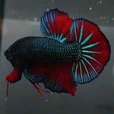 画像2: GHMPK　ブルーブラック　変わり柄 (2)