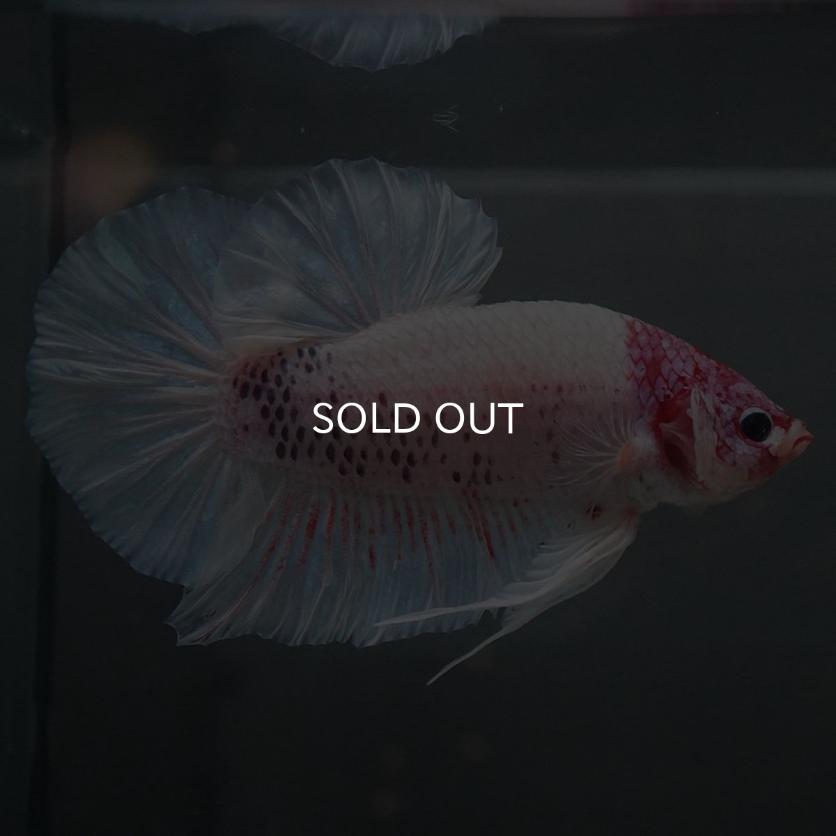 画像1: GHMPK　ホワイトファンシー (1)