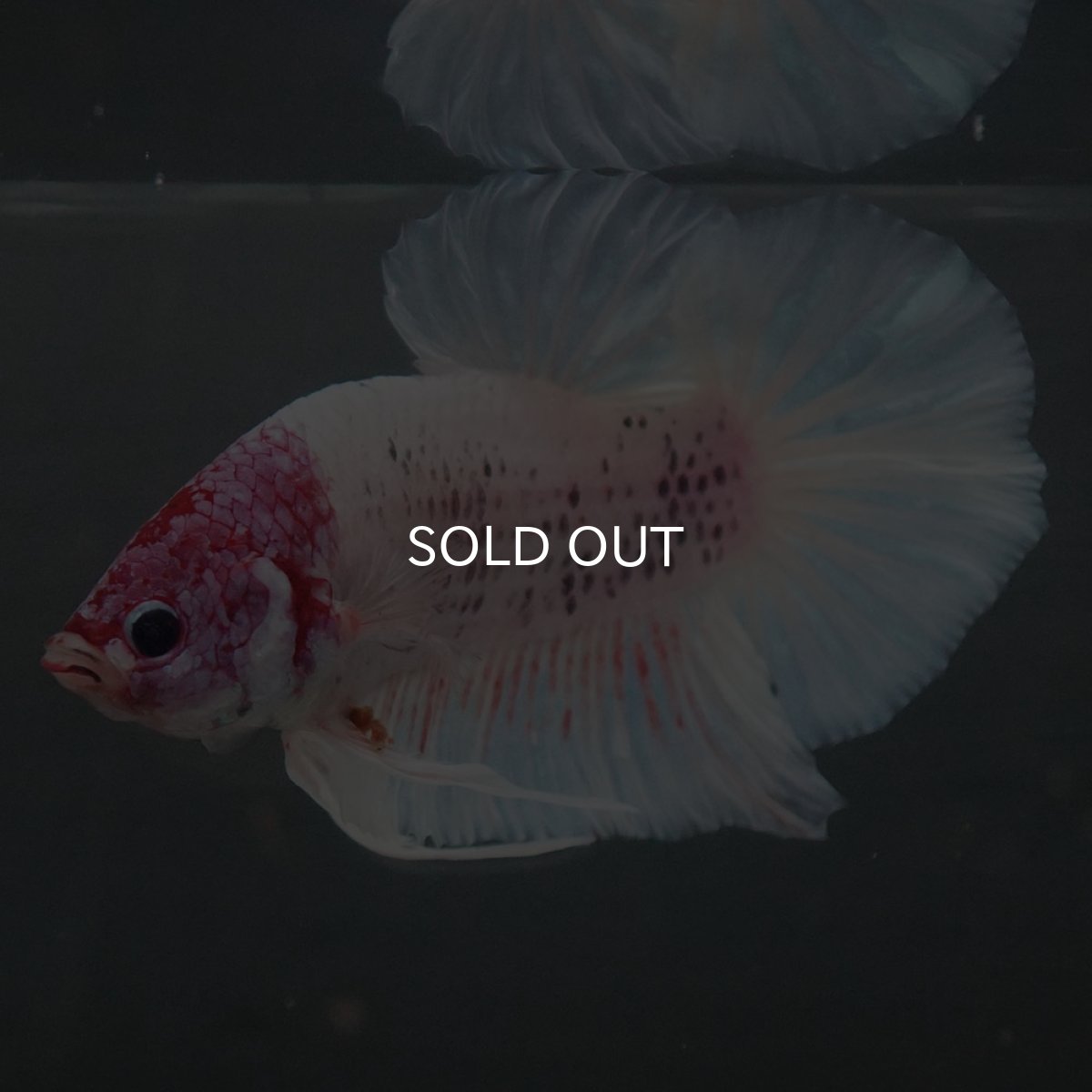 画像7: GHMPK　ホワイトファンシー (7)