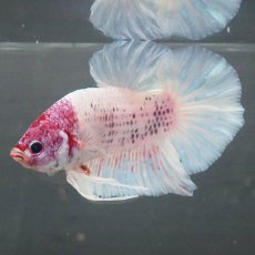 画像7: GHMPK　ホワイトファンシー (7)