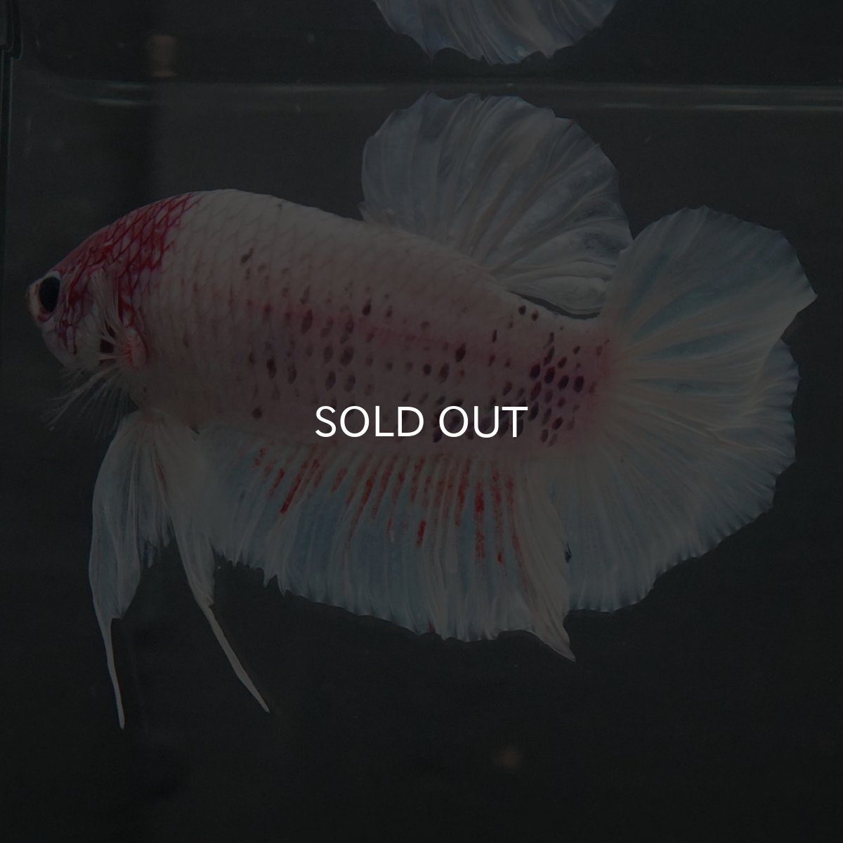 画像6: GHMPK　ホワイトファンシー (6)