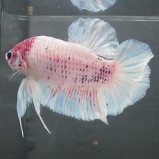 画像6: GHMPK　ホワイトファンシー (6)