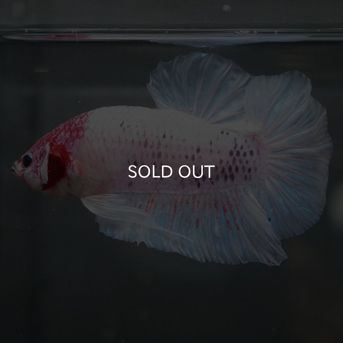 画像2: GHMPK　ホワイトファンシー (2)