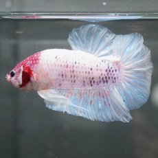 画像2: GHMPK　ホワイトファンシー (2)