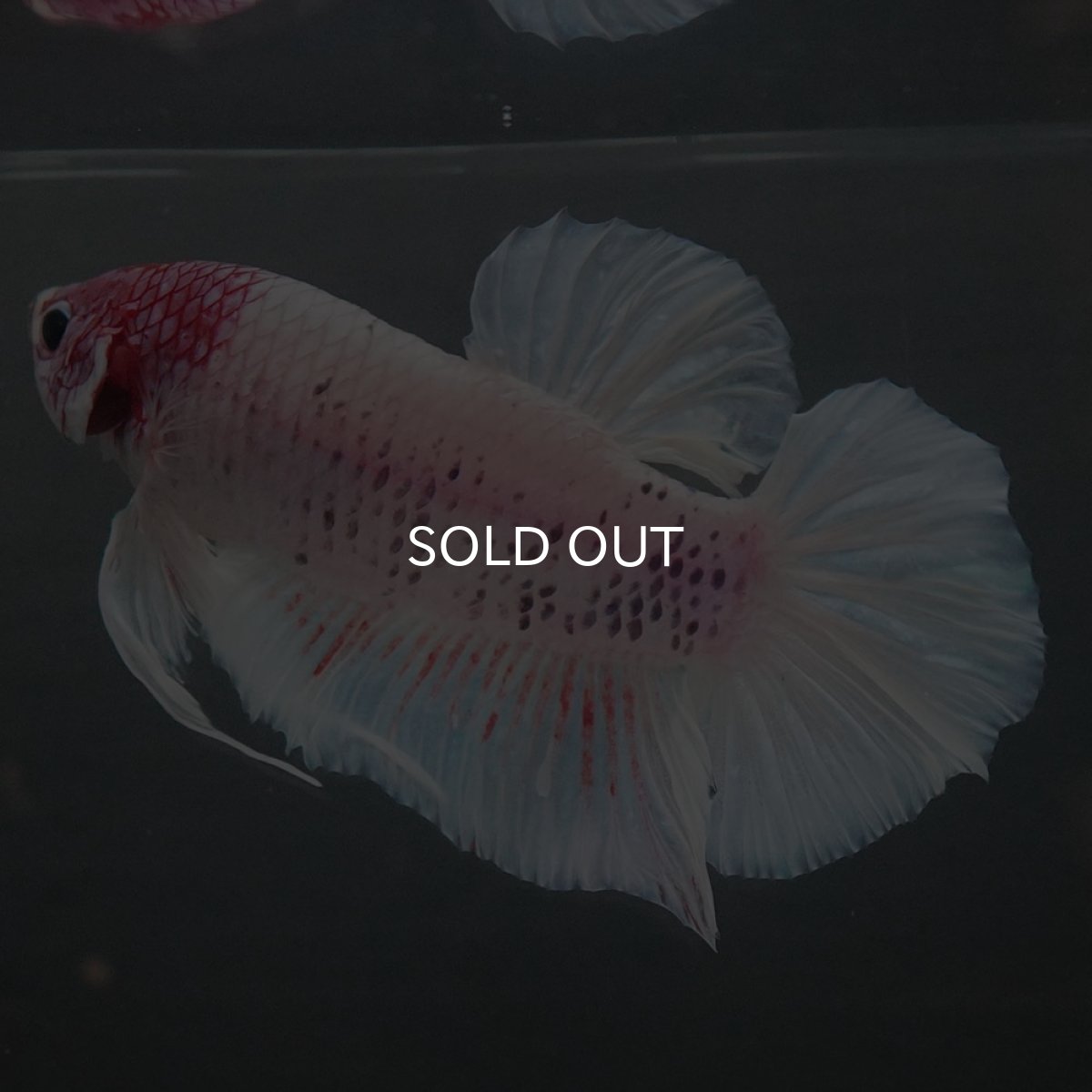 画像4: GHMPK　ホワイトファンシー (4)