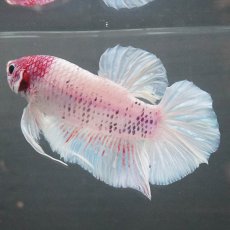 画像4: GHMPK　ホワイトファンシー (4)