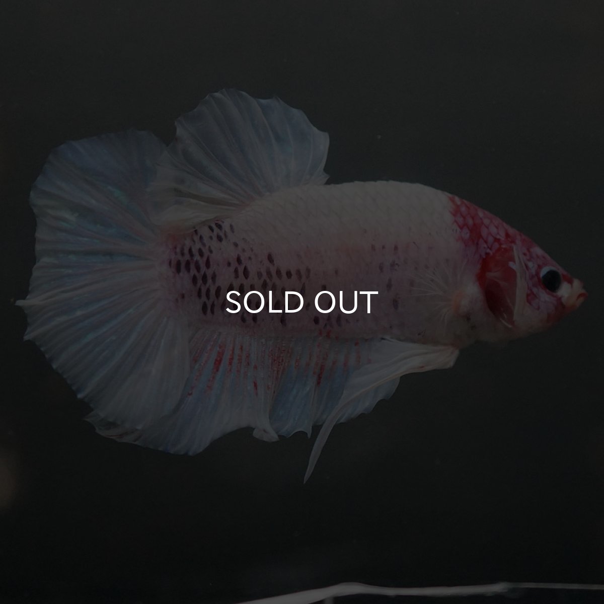 画像5: GHMPK　ホワイトファンシー (5)