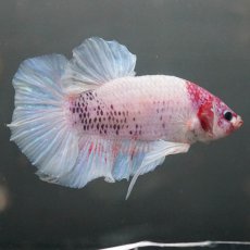 画像5: GHMPK　ホワイトファンシー (5)