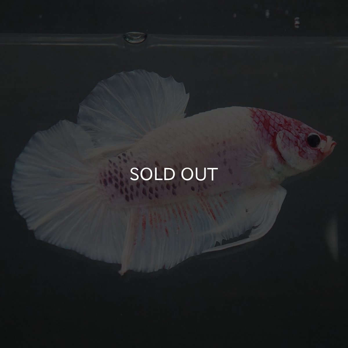 画像3: GHMPK　ホワイトファンシー (3)