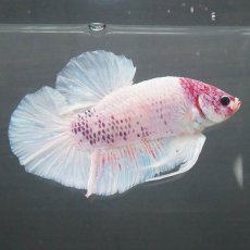 画像3: GHMPK　ホワイトファンシー (3)