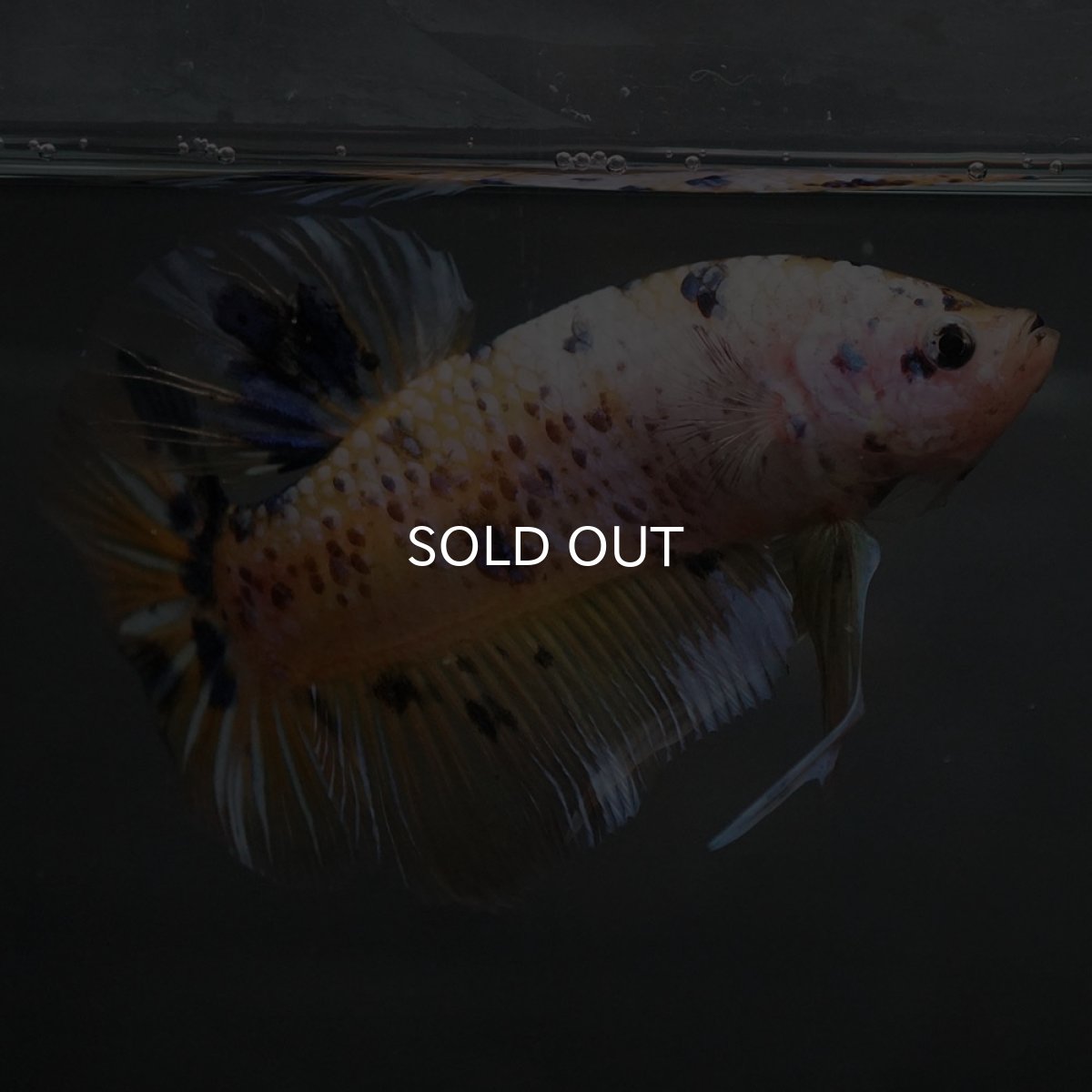 画像8: GHMPK　イエロータイガー (8)