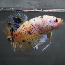 画像8: GHMPK　イエロータイガー (8)