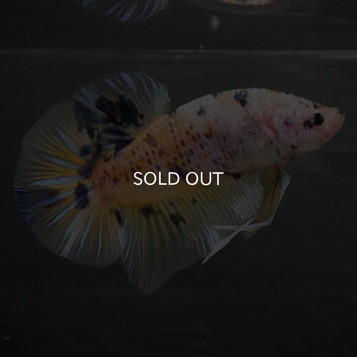 画像7: GHMPK　イエロータイガー (7)