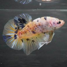 画像7: GHMPK　イエロータイガー (7)