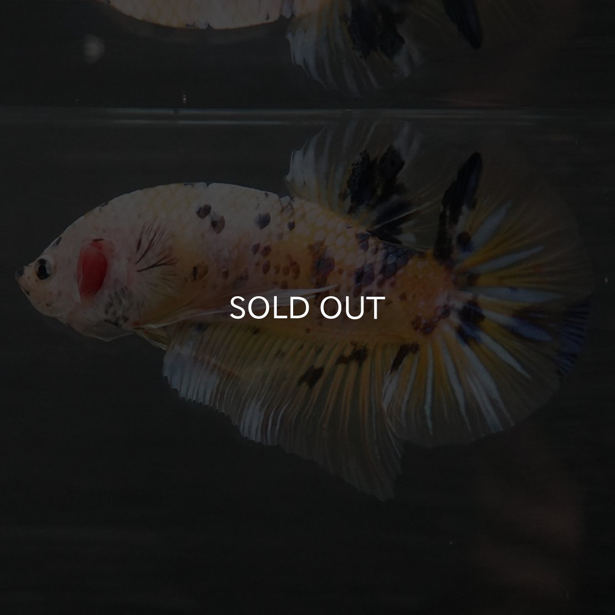 画像3: GHMPK　イエロータイガー (3)