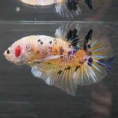 画像3: GHMPK　イエロータイガー (3)