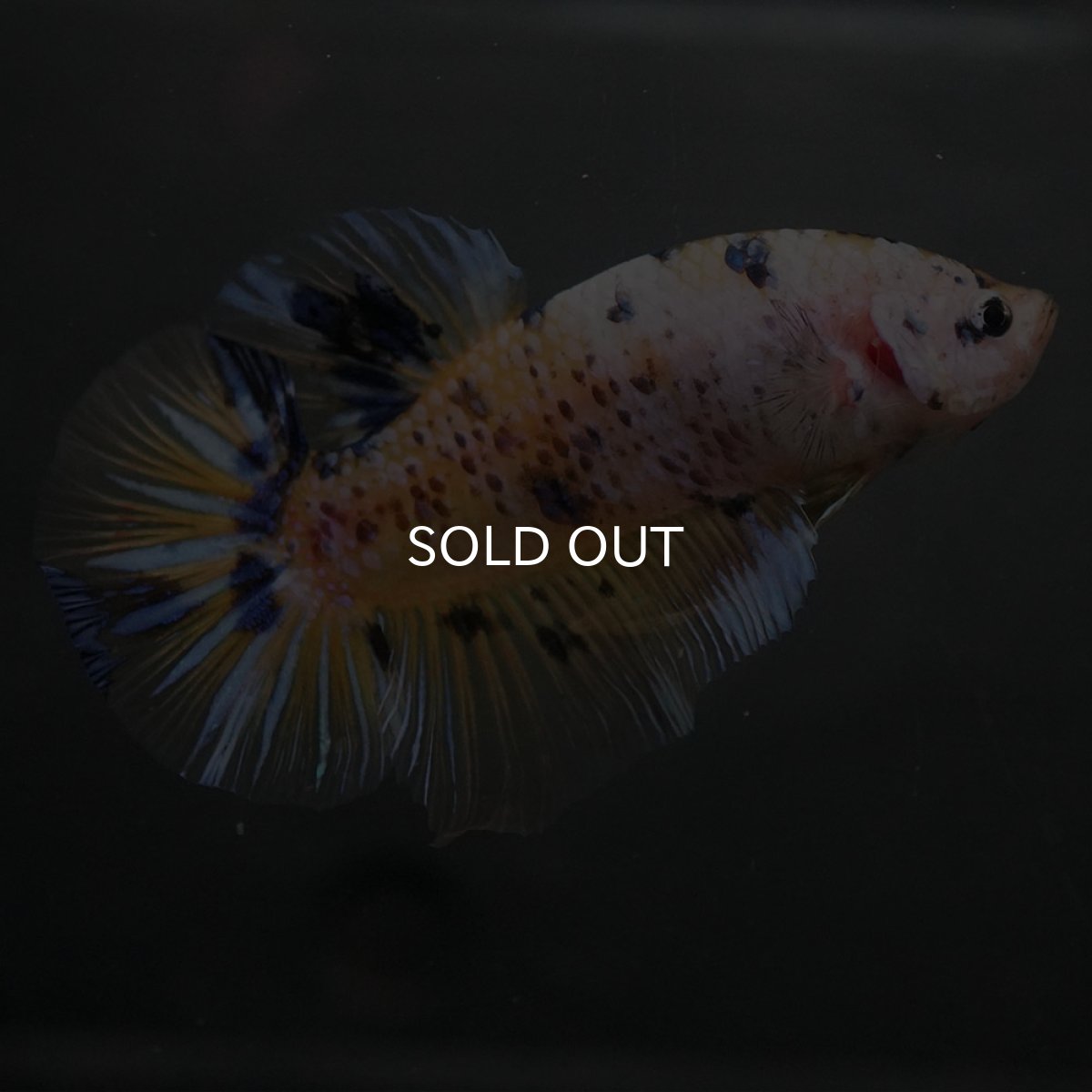 画像6: GHMPK　イエロータイガー (6)