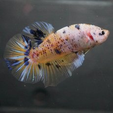 画像6: GHMPK　イエロータイガー (6)