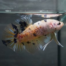 画像4: GHMPK　イエロータイガー (4)