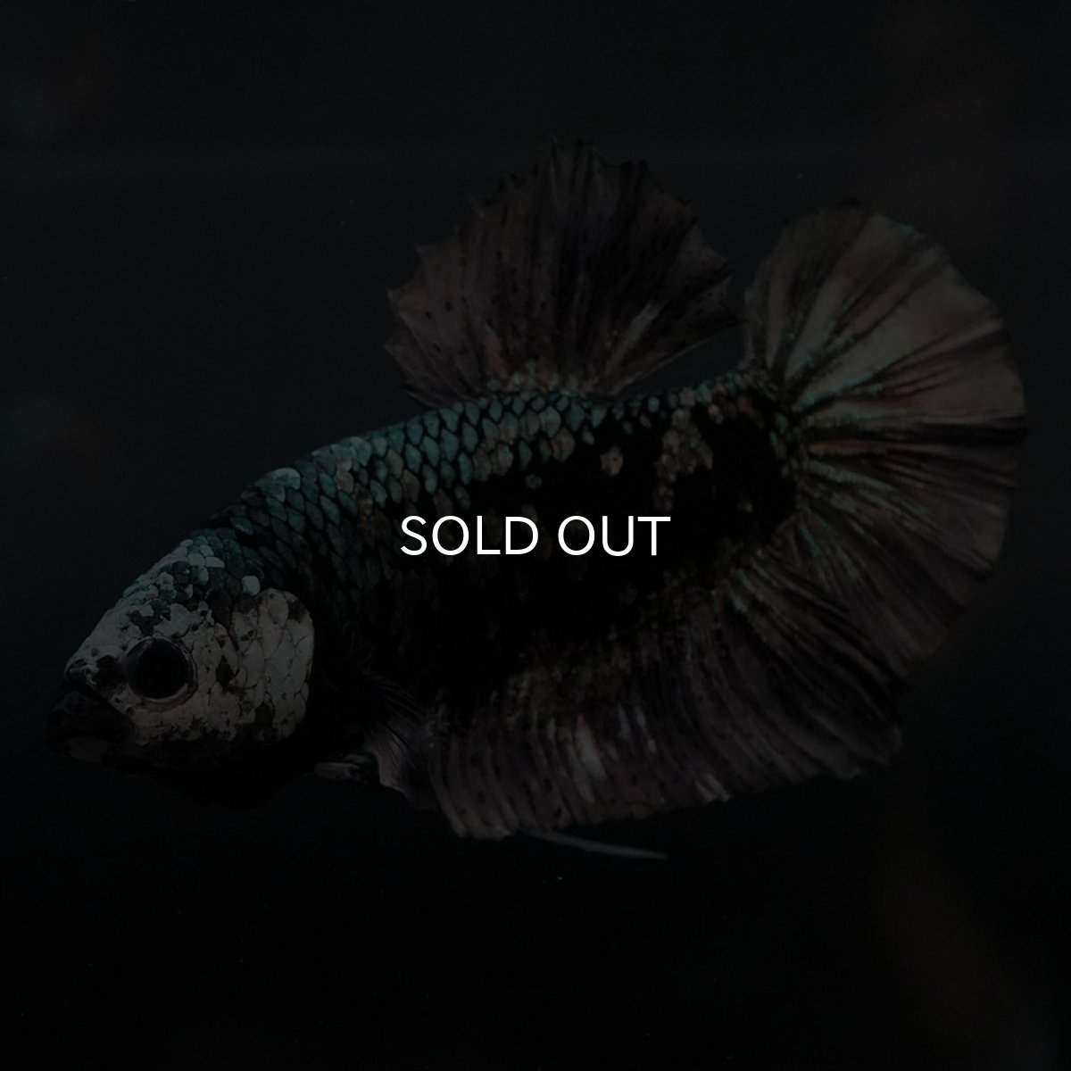 画像2: GHMPK　ブラックカッパースター (2)