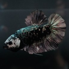 画像2: GHMPK　ブラックカッパースター (2)