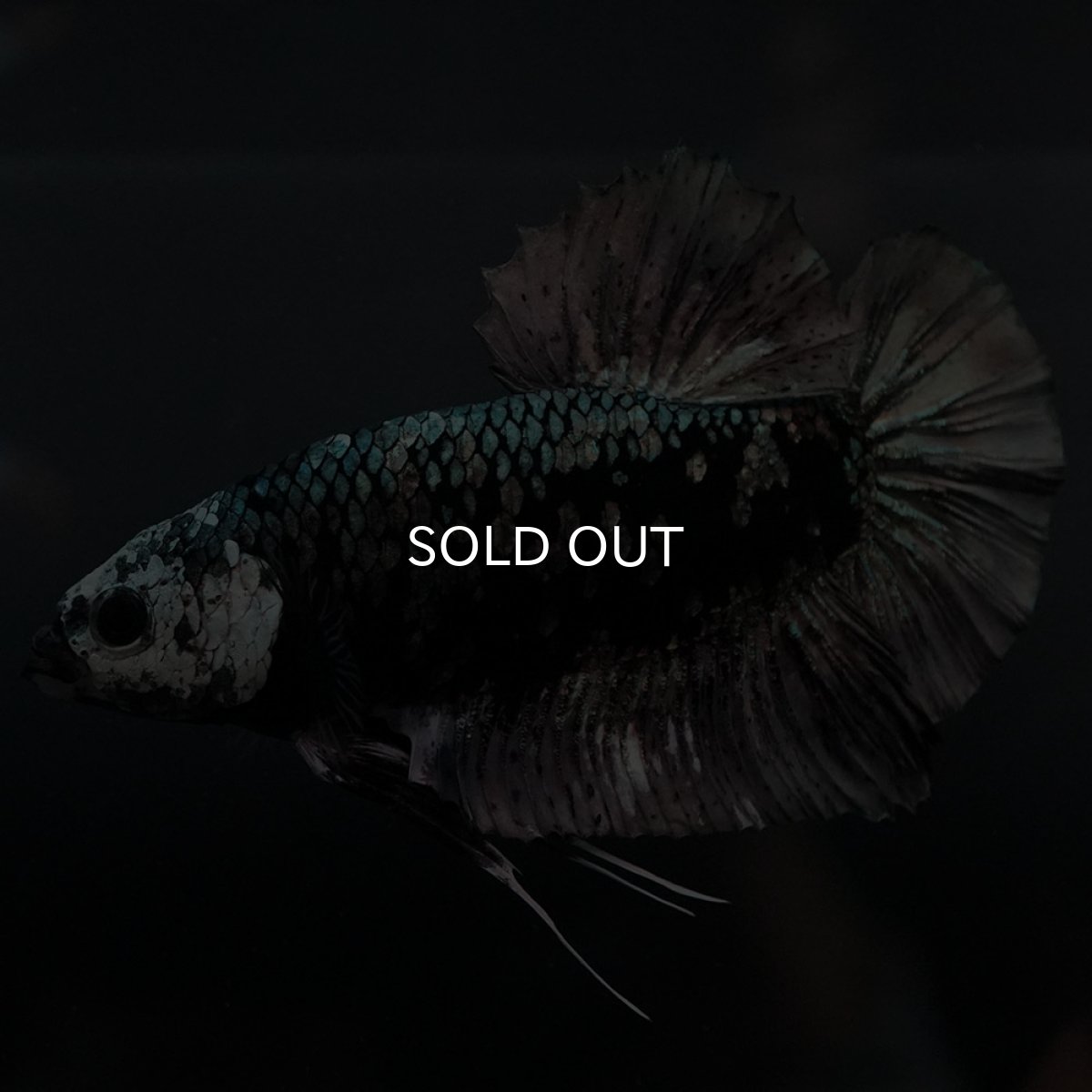 画像11: GHMPK　ブラックカッパースター (11)