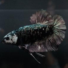 画像11: GHMPK　ブラックカッパースター (11)