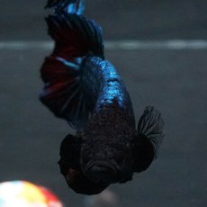 画像3: GHMPK　ブルーブラック　変わり柄 (3)