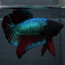 画像7: GHMPK　ブルーブラック　変わり柄 (7)