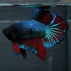 画像6: GHMPK　ブルーブラック　変わり柄 (6)