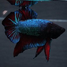 画像5: GHMPK　ブルーブラック　変わり柄 (5)