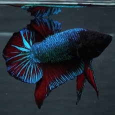 画像1: GHMPK　ブルーブラック　変わり柄 (1)